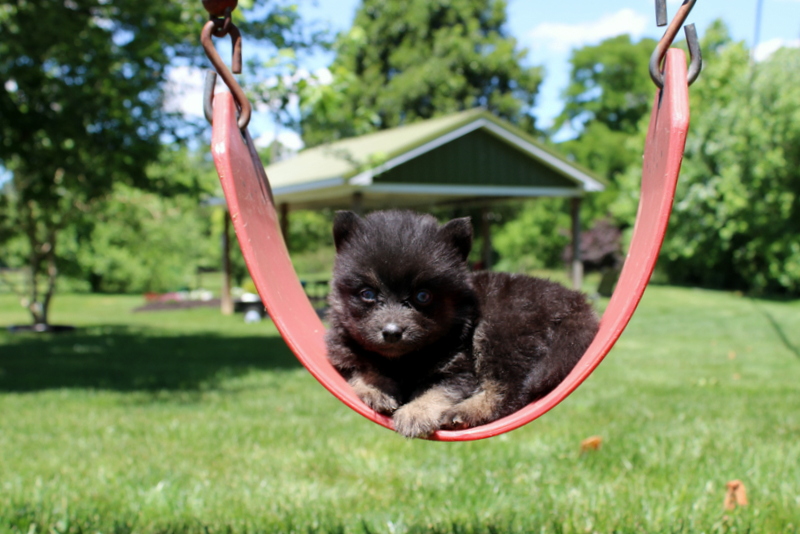 puppy, for, sale, Pomsky, Matthew B. Stoltzfus, dog, breeder, Gap, PA, dog-breeder, puppy-for-sale, forsale, nearby, find, puppyfind, locator, puppylocator, aca